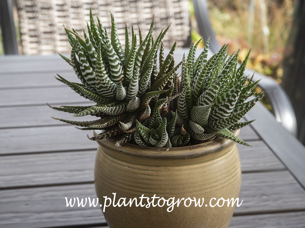 Zebra Plant (Haworthiopsis fasciata) 
We have had this plant for a few years. It is grown outdoors during the summer and indoors during the winter.